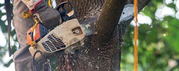 Reliable Carlisle, OH Tree Services Solutions