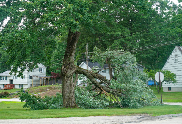 Tree and Shrub Care in Carlisle, OH